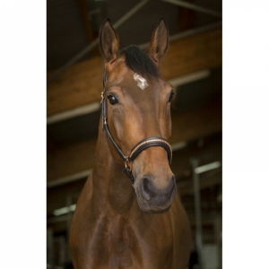 CABEÇAO NORTON PRO HALTER DE COURO CLINCHER